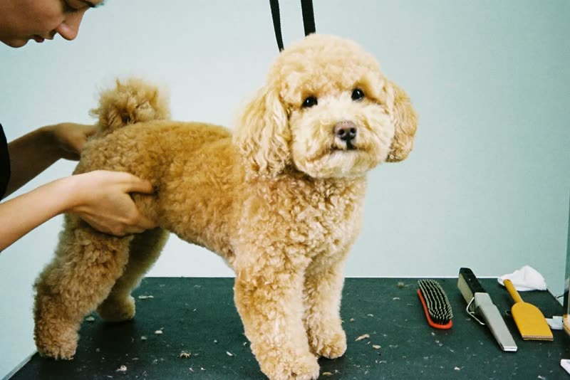 A curly-coated dog standing calmly on a grooming table beside brushes and clippers