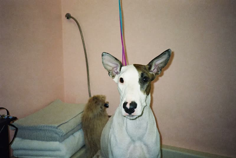 A quiet corner of a grooming room with clean towels and a bath