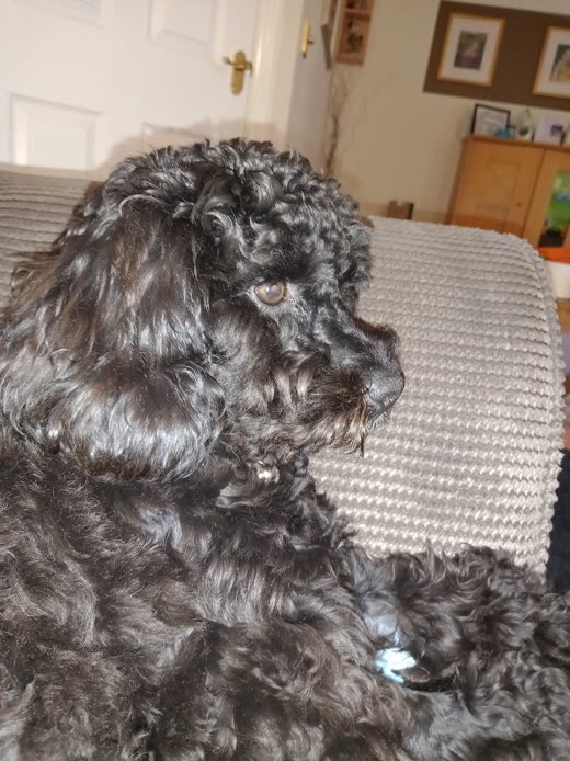 A dark grey curly-coated cockapoo resting at home, coat trimmed short