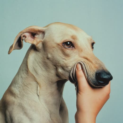 A dog's ears being gently cleaned with a soft cloth